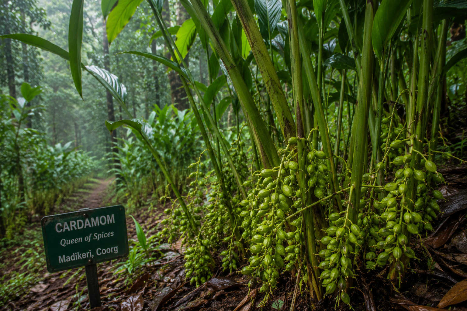 Cardamom